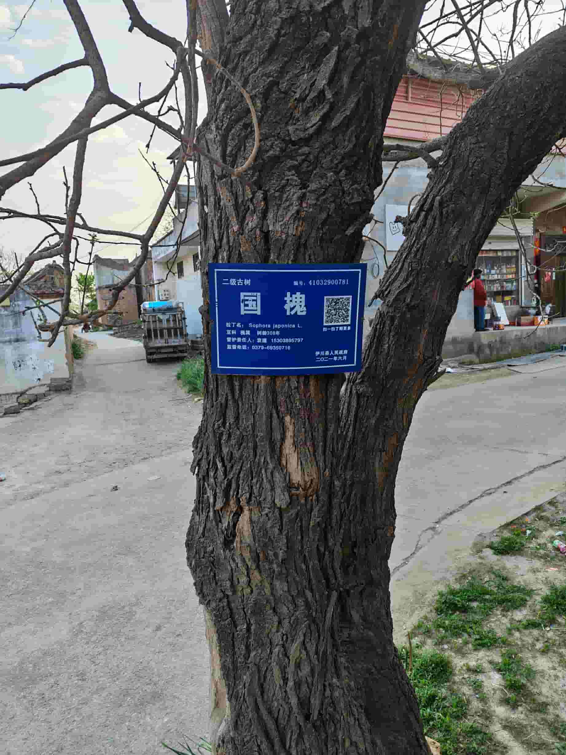 41032900781