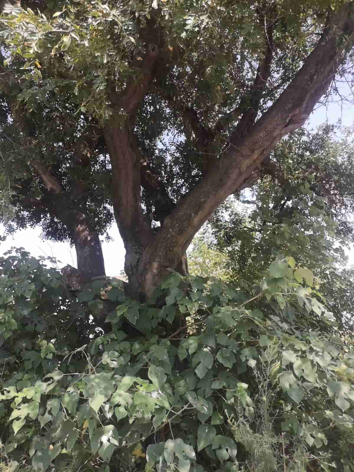 41032900795