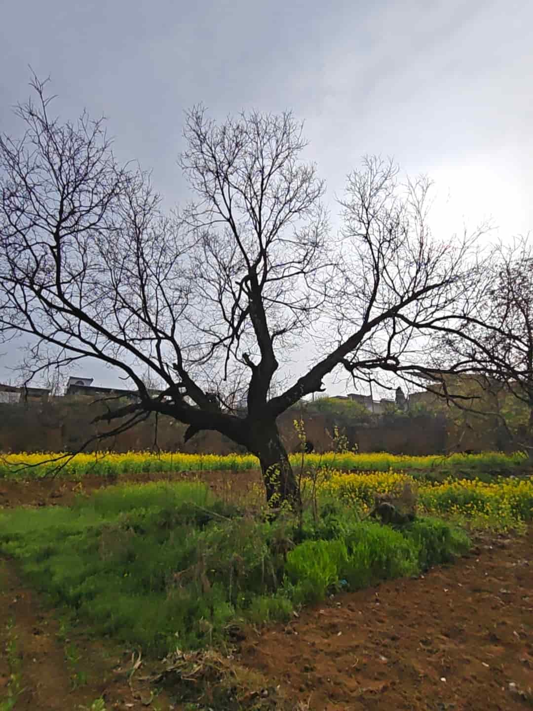 41032900814