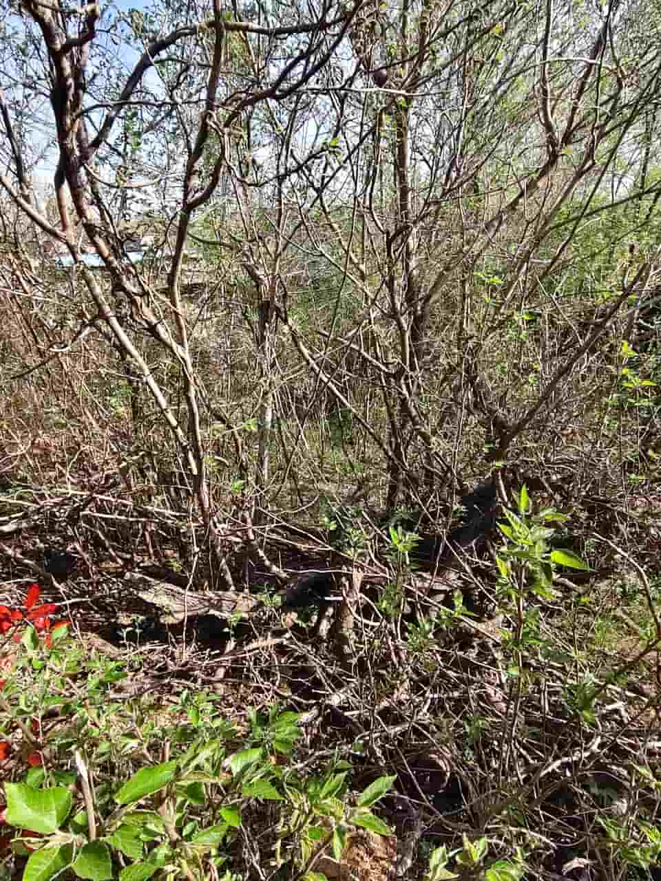 41032900825