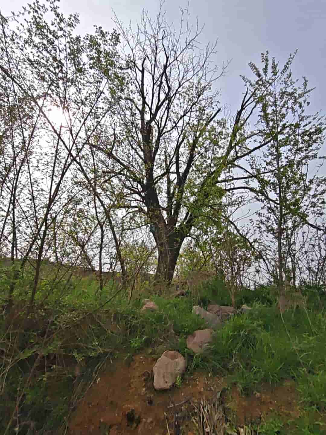 41032900832