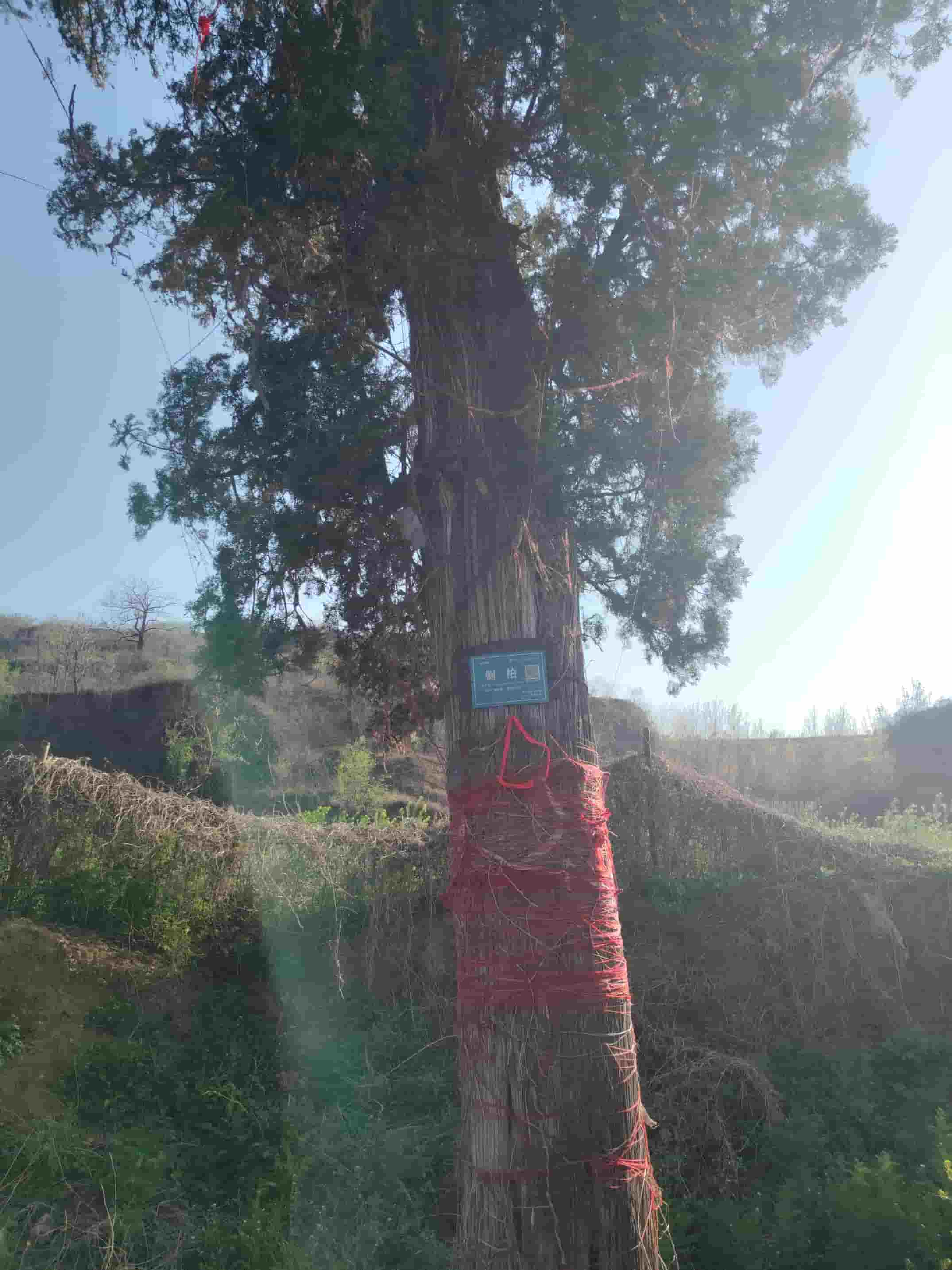 41032900849-2