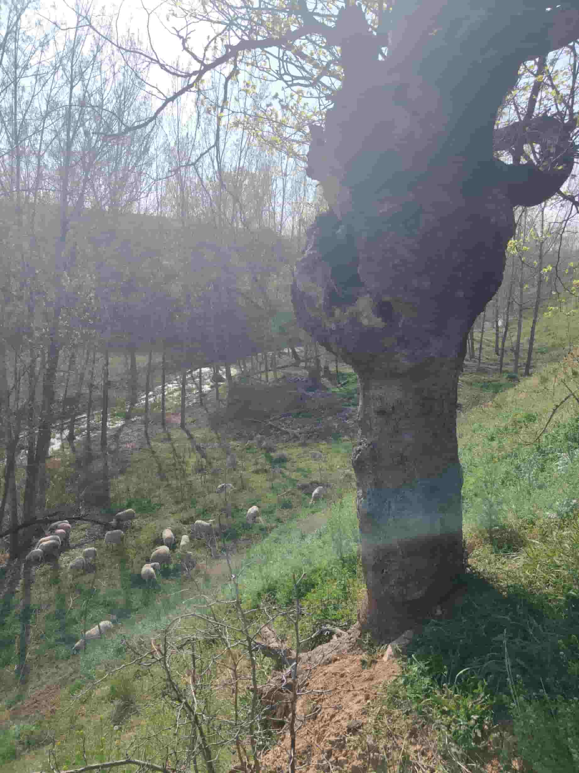 41032900855-5