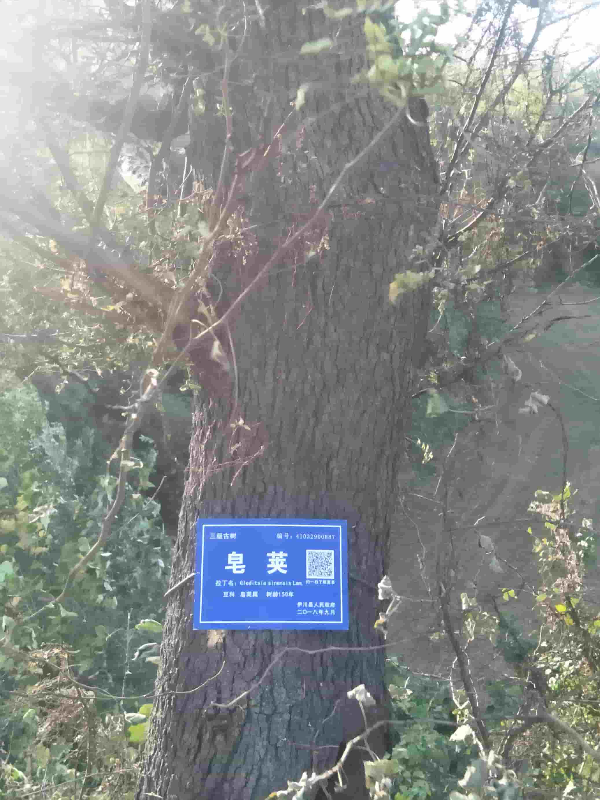 41032900887-4