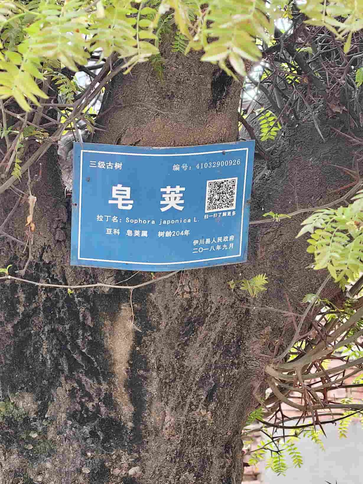 41032900926