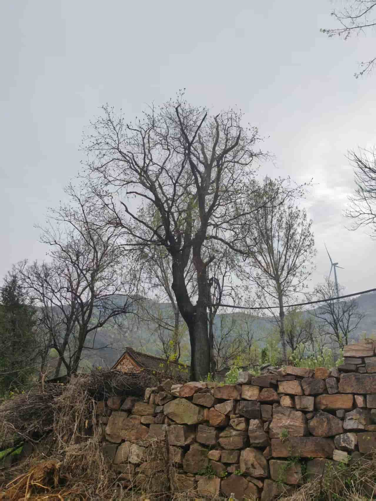 41032900950