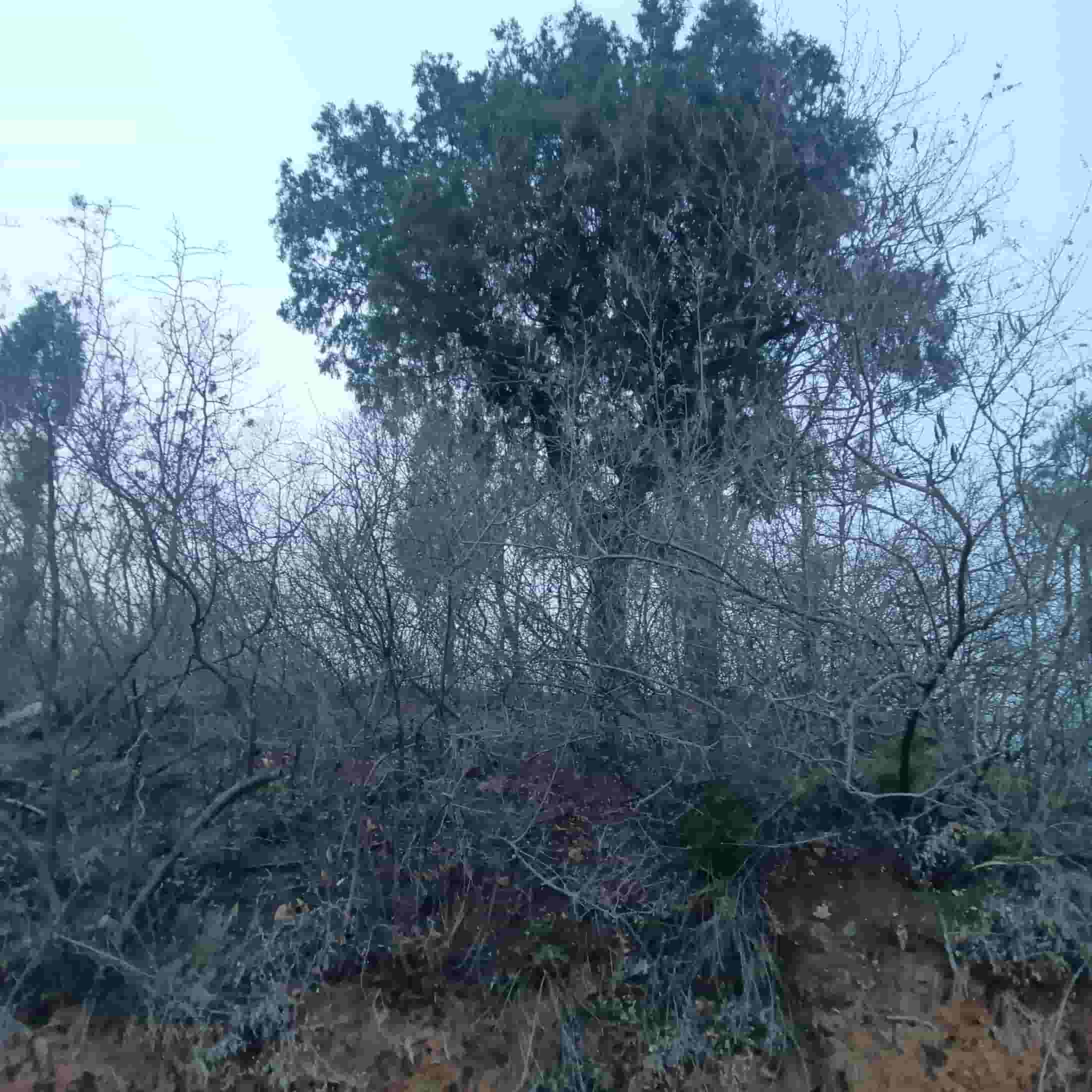 41032900962-8
