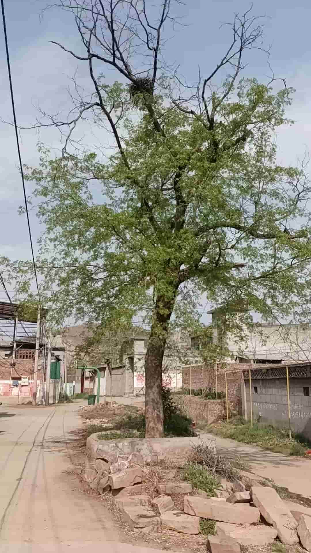 41032900967
